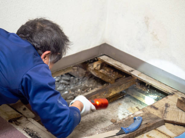 Best Crawl Space Mold Removal  in Jefferson, WI