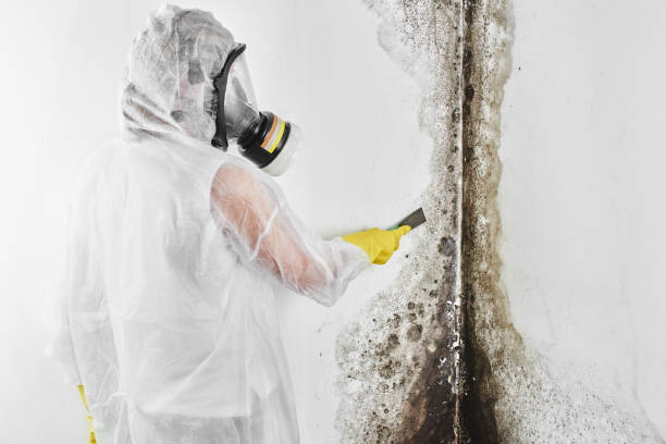 Trusted Jefferson, WI Mold Removal Experts