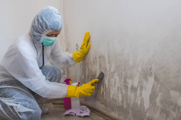 Best Mold Removal Company Near Me  in Jefferson, WI