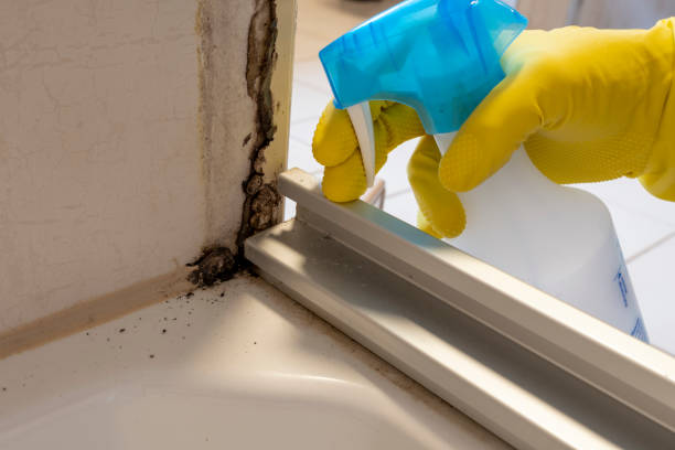 Best Black Mold Removal  in Jefferson, WI