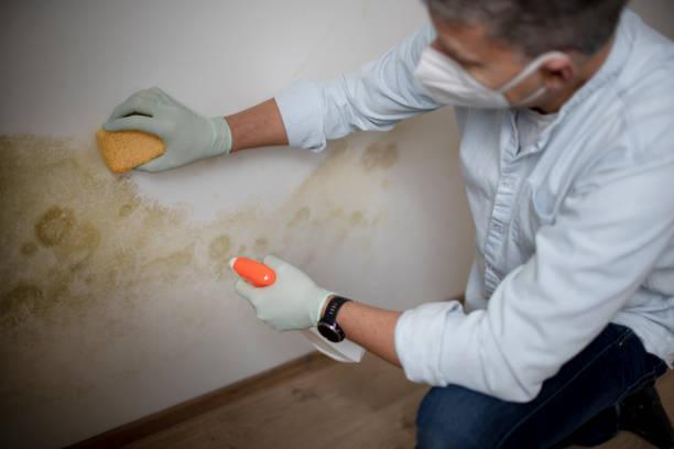 Best Mold Removal Near Me  in Jefferson, WI