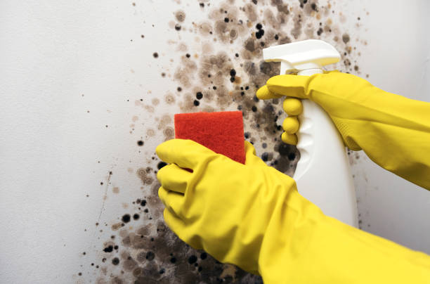Best Attic Mold Removal  in Jefferson, WI