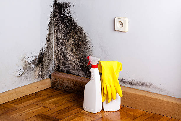 Best Office Mold Removal Services  in Jefferson, WI