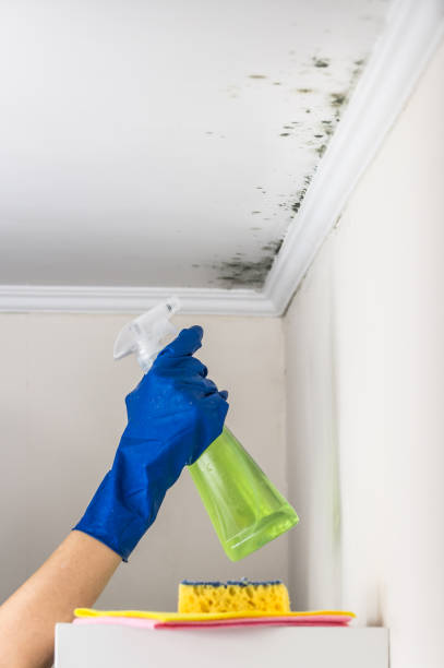 Best Office Mold Removal Services  in Jefferson, WI