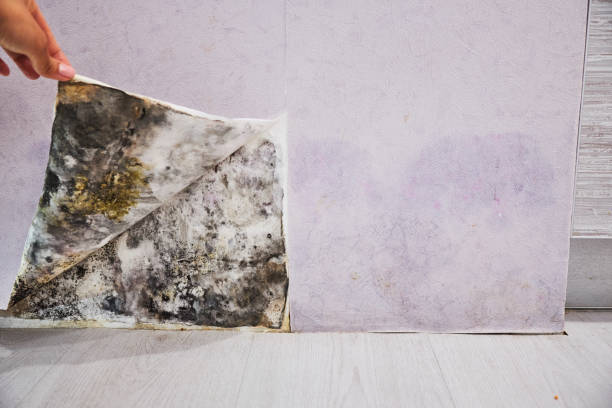 Best Commercial Mold Removal  in Jefferson, WI